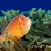 anemonefish_pink_bs_h_0705_png492.jpg